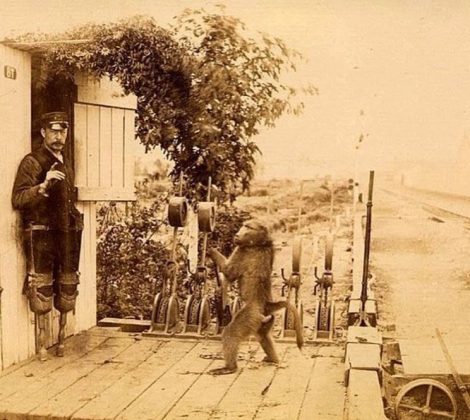 Jack, o babuíno, serviu nas ferrovias da África do Sul de 1881 a 1890. (Imagem: reprodução Instagram)