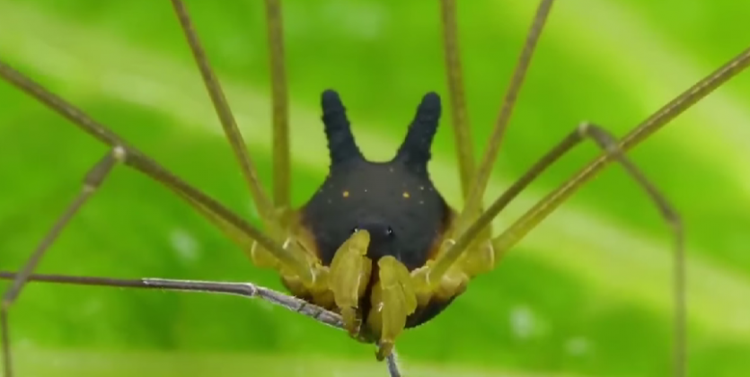 Essa espécie fascinante reforça a biodiversidade única da Amazônia. (Imagem: reprodução Instagram)