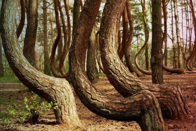 "Na região da Pomerânia Ocidental, na Polônia, existe um fenômeno natural intrigante." (Imagem: reprodução Instagram)