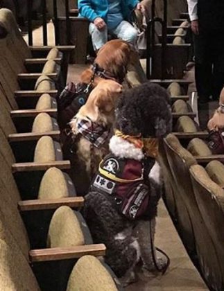 Guiados por seus treinadores, os cães permaneceram calmos e concentrados durante o espetáculo. (Imagem: reprodução Instagram)