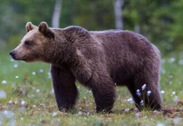 O urso também adorava lutar de brincadeira com os soldados, sempre levantando o ânimo da equipe. (Imagem: reprodução Instagram)