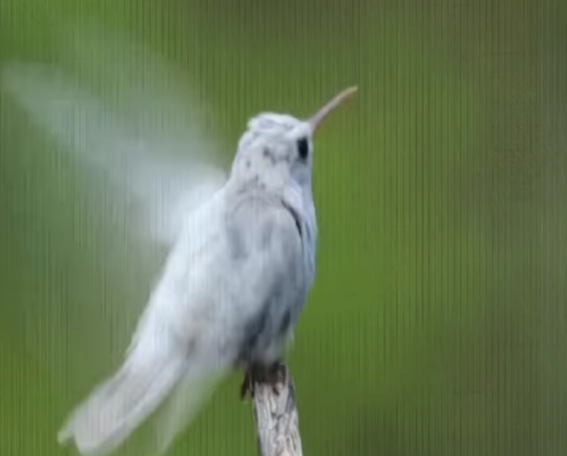 "A beleza única do beija-flor branco impressiona quem tem a sorte de vê-lo." (Imagem: reprodução instagram / Joshua J. Cotten)