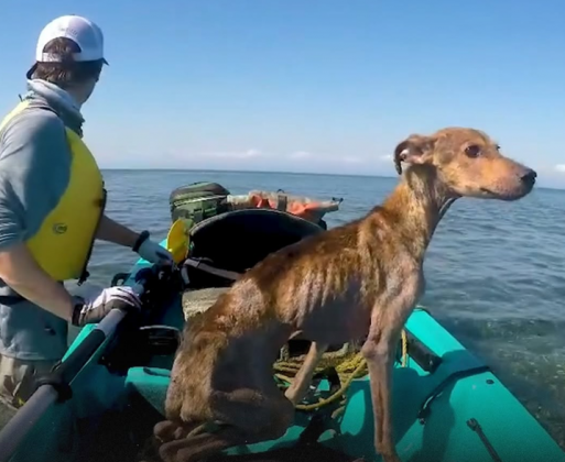 "Durante suas férias em Belize, o fotógrafo Wesley estava passeando de caiaque quando notou algo se movendo em uma pequena ilha desabitada." (Imagem: reprodução Instagram)