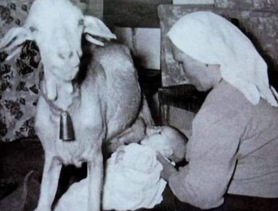 Em 1958, uma criança em Lanzarote mamou diretamente de uma cabra. (Imagem: reprodução Instagram)