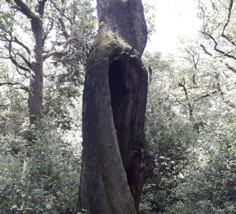 A descoberta oferece uma visão rara dos ecossistemas pré-históricos da Terra. (Imagem: reprodução Instagram)