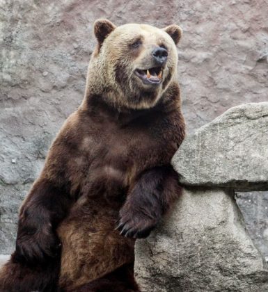 Os soldados alistaram Wojtek oficialmente e lhe deram o posto de soldado raso. (Imagem: reprodução Instagram)