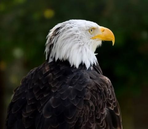 A relação de Murphy com o eaglet inspirou muitos a refletirem sobre a compaixão animal. (Imagem: reprodução Instagram)