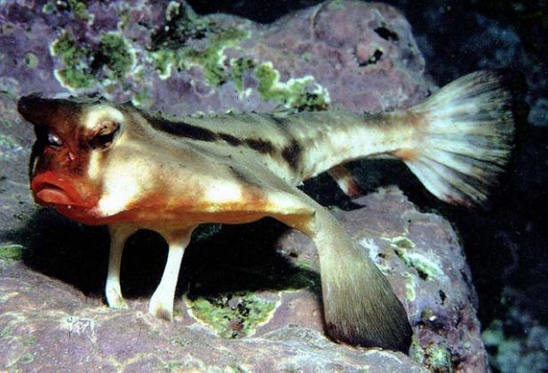 Entre as águas cristalinas das ilhas Galápagos, no Equador, um peixe de aparência singular tem intrigado cientistas e admiradores da vida marinha (Foto: Facebook)