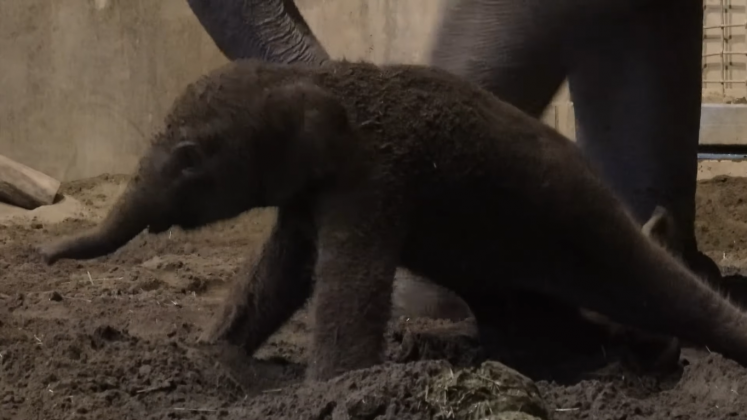 A equipe veterinária confirmou que ambos estão saudáveis (Foto: Zoo Oregon)