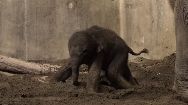 O bebê ainda não está disponível para visitação do público (Foto: Zoo Oregon)