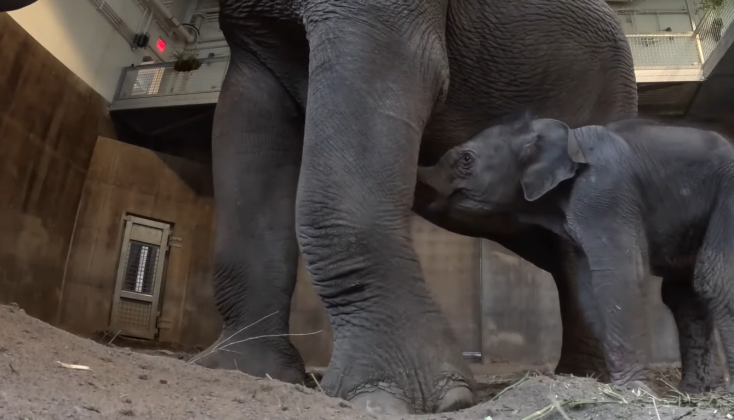 Rose-Tu, a mãe, deu à luz após 20 meses de gestação (Foto: Zoo Oregon)