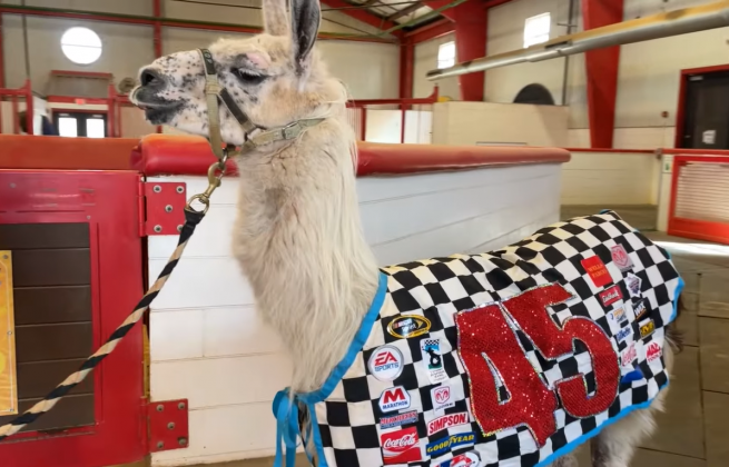 Além de seu papel como apoio emocional, Whitetop desfruta de uma vida tranquila, cercado por outros animais. Sua rotina inclui pastar com os burros Jed e Jethro. A comunidade, que zela por seu bem-estar, espera celebrar suas conquistas com uma sessão de fotos e uma refeição especial (Foto: Guinness World Records)
