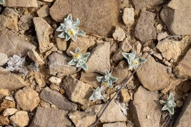 Já "biradiata" faz alusão às duas pétalas de cada flor (Foto: X)