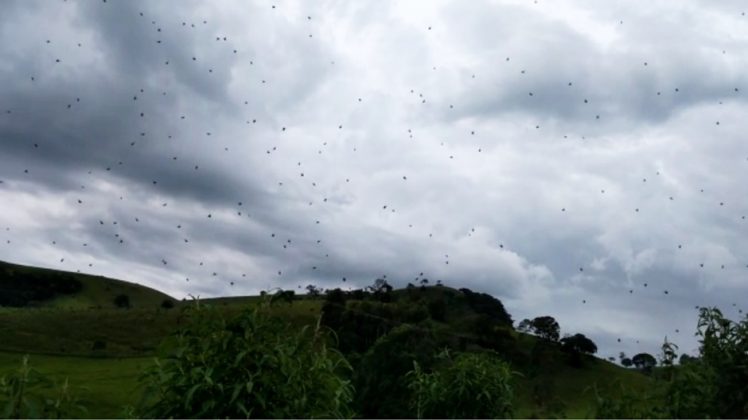 Um cenário inusitado chamou a atenção dos moradores de São Tomé das Letras, em Minas Gerais, e rapidamente se espalhou pela internet (Foto:X)