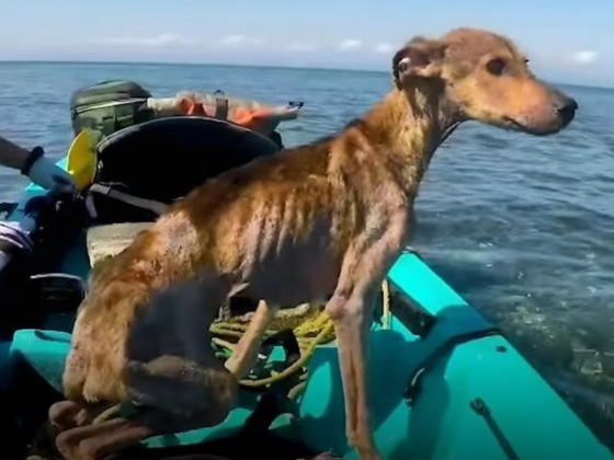 Durante suas férias em Belize, em dezembro de 2018, o fotógrafo Wesley, do Texas, teve uma surpresa inesperada. Enquanto fazia caiaque, avistou algo se movendo em uma ilha deserta. Curioso, se aproximou e encontrou um cachorro abandonado, sozinho e vulnerável (Foto: Reprodução/Instagram/@winston_bz)