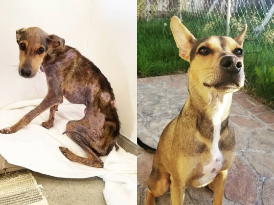 Fotógrafo adota cachorro abandonado em ilha e imagens do antes e depois dos cuidados viralizam (Fotos: Reprodução/Instagram/@winston_bz)