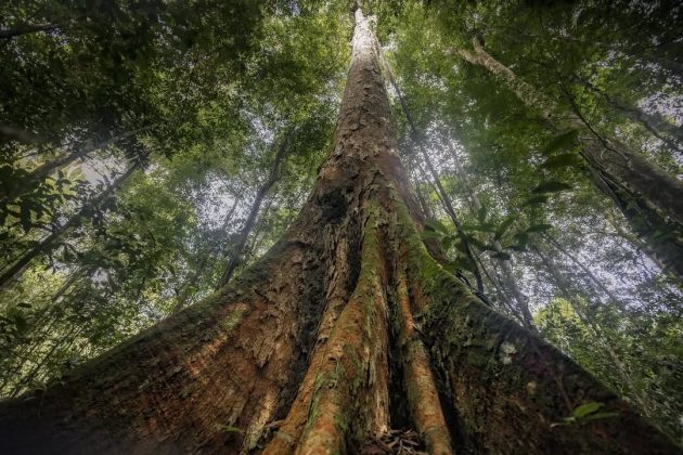 "Proteger esses gigantes significa garantir o futuro da biodiversidade." (Imagem: reprodução Instagram/ @walterwandering)