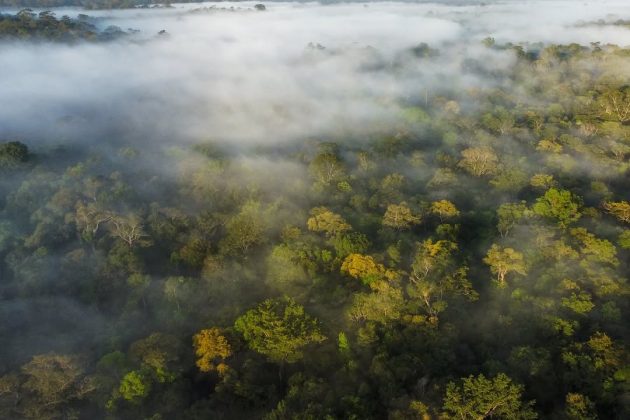 "A preservação da floresta amazônica é fundamental para o equilíbrio climático." (Imagem: reprodução Instagram/ @walterwandering)