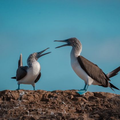 "Embora não estejam ameaçados de extinção, suas populações diminuíram." (Imagem: Reprodução Instagram/ ecoventura_galapagos)