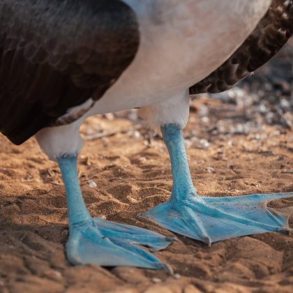 "A mudança na disponibilidade de peixes tem afetado a população da espécie." (Imagem: Reprodução Instagram/ ecoventura_galapagos)