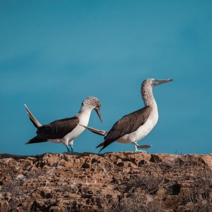 "Atuns de pés azuis são uma espécie fascinante, mas cada vez mais difícil de ser encontrada." (Imagem: Reprodução Instagram/ ecoventura_galapagos)