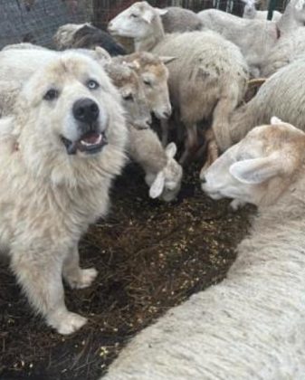 Casper, um Grande Pirineus, protegeu bravamente seu rebanho. (Imagem: reprodução Instagram)