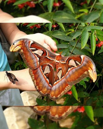 A Attacus atlas é a maior mariposa do mundo. (Imagem: reprodução Instagram)