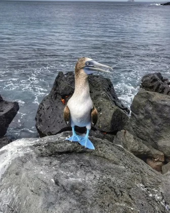 "A famosa ave marinha, o atum de pés azuis, é reconhecida por suas vibrantes patas azuladas." (Imagem: Reprodução Instagram/ michiumdiewelt)