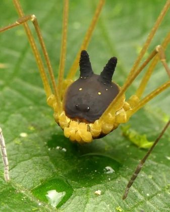 A aranha opilião coelho foi descoberta na floresta amazônica do Equador. (Imagem: reprodução Instagram)