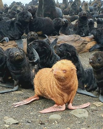 "Uma rara foca albina foi avistada no Mar de Okhotsk." (Imagem: reprodução Instagram)