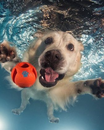 "Os cães aprimoram suas habilidades motoras enquanto exploram novos ambientes aquáticos." (Imagem: Reprodução Instagram/Blog Farmácia de Bicho)