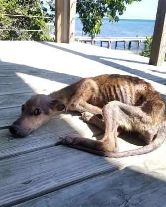 Sem pensar duas vezes, Wesley deu um pouco de sua comida ao animal e o colocou em seu caiaque. Após uma longa viagem, levou o filhote ao veterinário e o deixou sob os cuidados de protetores de animais locais (Foto: Reprodução/Instagram/@winston_bz)