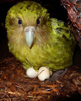 "O Kakapo é a espécie de papagaio mais pesada que existe atualmente." (Imagem: Reprodução Instagram)