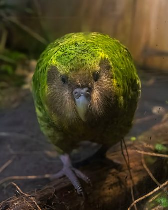 "O Kakapo é um papagaio gigante, noturno e incapaz de voar." (Imagem: Reprodução Instagram)