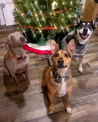 Hoje, o cachorro, chamado Winston, vive feliz com sua nova família (Foto: Reprodução/Instagram/@winston_bz)