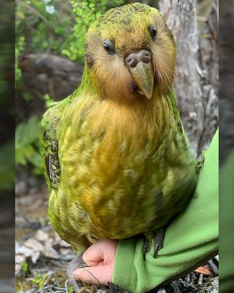 "Devido à destruição de seu habitat, o Kakapo quase foi extinto." (Imagem: Reprodução Instagram)