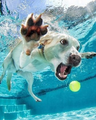 "Cachorros colocam em prática habilidades ancestrais enquanto cuidam do corpo e da mente." (Imagem: Reprodução Instagram/Blog Farmácia de Bicho)