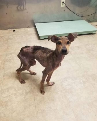 De volta ao Texas, Wesley não conseguia parar de pensar no cachorro e no destino que os uniu. Dois meses depois, ele voltou a Belize, desta vez com a intenção de adotar o animal e levá-lo para sua casa (Foto: Reprodução/Instagram/@winston_bz)