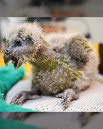 "Conservacionistas iniciaram um grande esforço de resgate e o Kakapo está se recuperando." (Imagem: Reprodução Instagram)