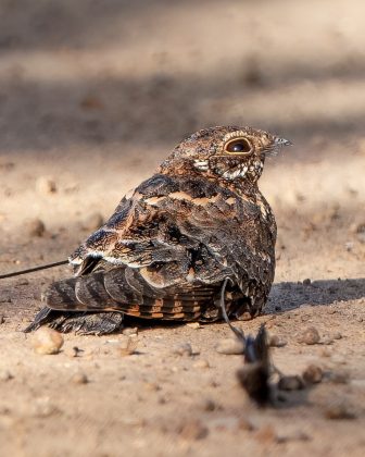 O standard-winged nightjar é uma das aves mais fascinantes da fauna africana. (Imagem: reprodução instagram @ernestopfoto)