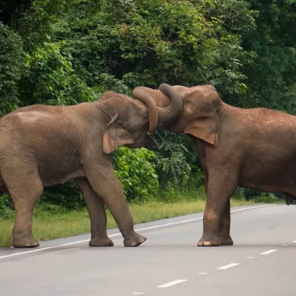 O bloco carnavalesco reúne milhões de foliões. (Imagem: reprodução Instagram/ @naturein_focus)