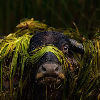 Criado em 1978, o Galo mantém a tradição do frevo. (Imagem: reprodução Instagram/ @naturein_focus)