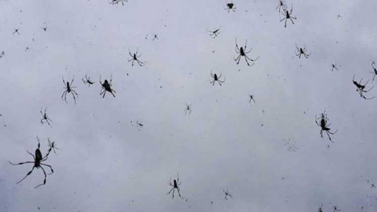 Na verdade, trata-se de uma teia coletiva produzida por um grupo de aranhas da espécie Parawixia bistriata, conhecidas por seu comportamento social (Foto: X)