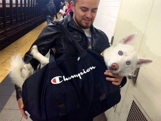 Hoje, cães no metrô de Nova York em bolsas são uma cena comum e divertida (Foto: Reprodução/Instagram)