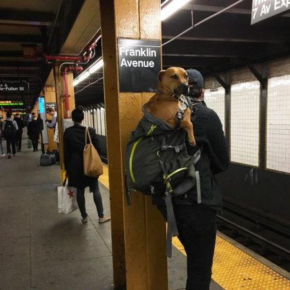 Passageiros começaram a fotografar as "doggybags" e compartilhar nas redes sociais (Foto: Reprodução/Instagram)