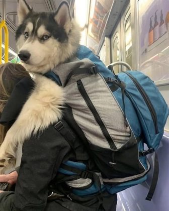 Cães de todos os tamanhos passaram a ser transportados em bolsas (Foto: Reprodução/Instagram)