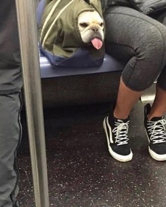 A regra exigia que os cães não atrapalhassem os passageiros (Foto: Reprodução/Instagram)