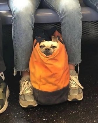 Após a proibição de cães no metrô de Nova York, donos acham uma solução criativa para driblar a regra (Foto: Reprodução/Instagram)