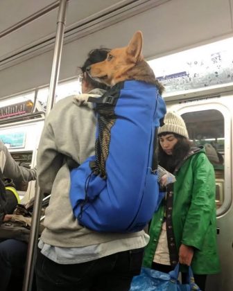 Em 2016, o metrô de Nova York proibiu cães nos vagões, exceto em bolsas ou contêineres (Foto: Reprodução/Instagram)