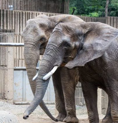 Zoológico nos EUA propõe enviar vídeo de cocô de elefante para ex-namorados; entenda o motivo (Foto: Memphis Zoo)